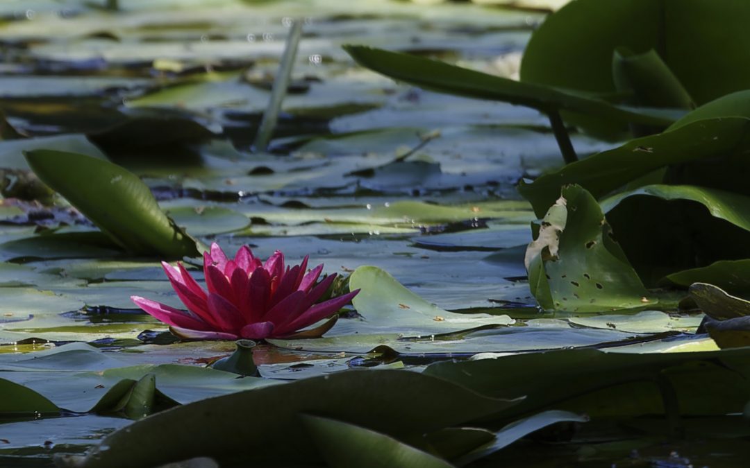 Fotowalk „Makro“ beim LBV in Kleinostheim