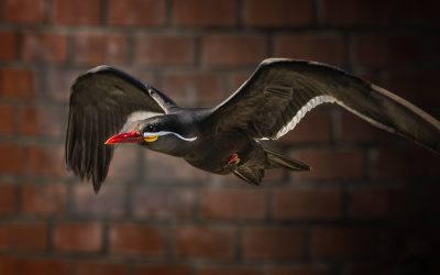 Fotoclub Laufach im Zoo Heidelberg – 9. Mai 2026